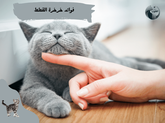 فوائد خرخرة القطط للإنسان