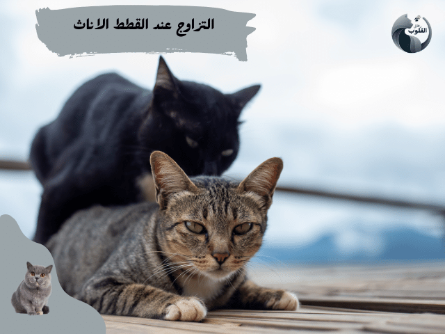 علامات طلب التزاوج عند القطط الاناث