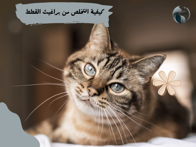 كيفية التخلص من براغيث القطط