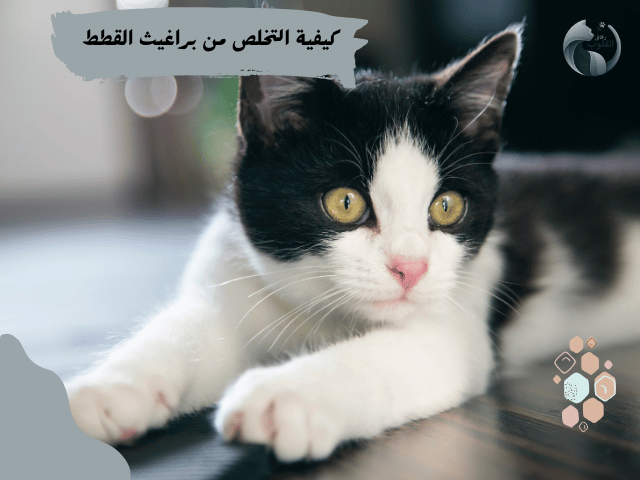 كيفية التخلص من براغيث القطط