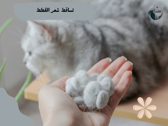 تساقط شعر القطط